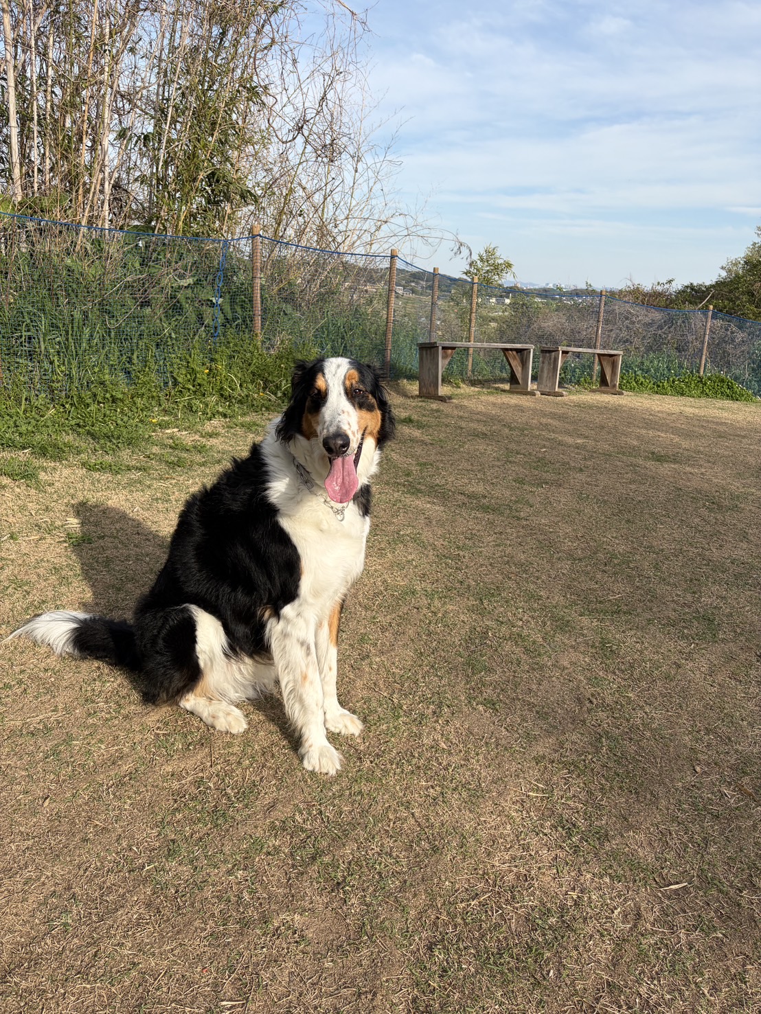 看板犬ポルバーニー